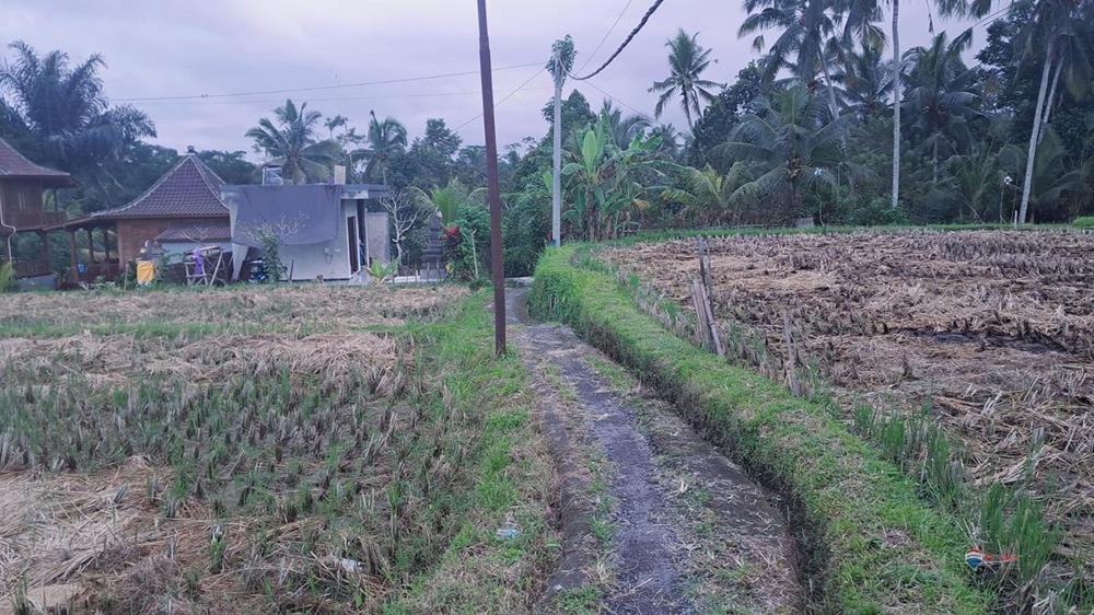 Beautiful Land For Sale,Tegalalang Area - 3