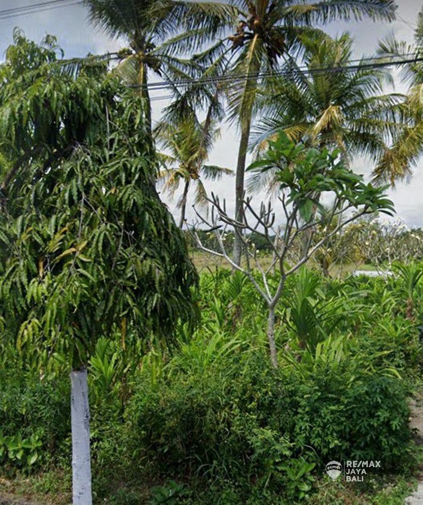 Tanah Kavling Disewakan Siap Bangun, area Tabanan - 1